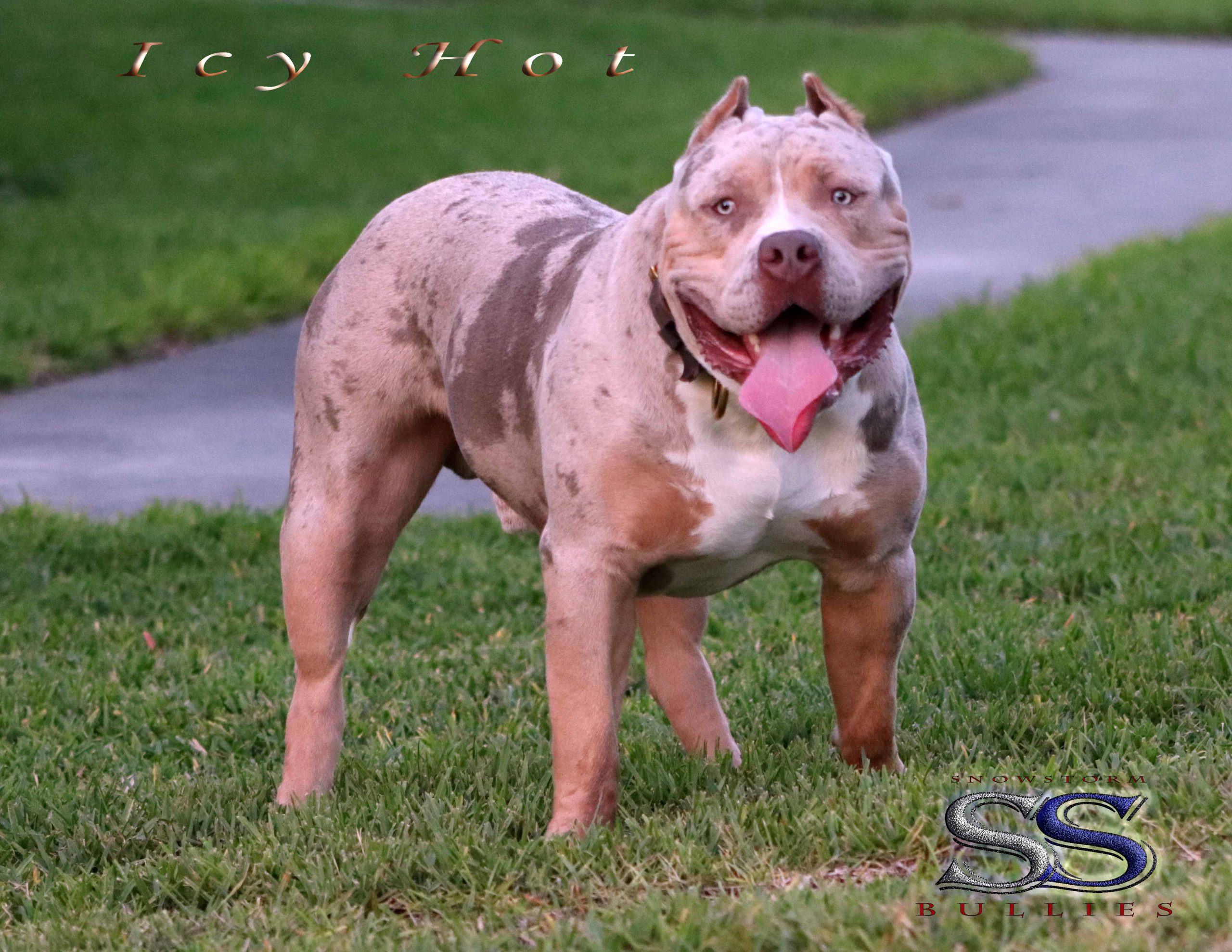 American Bully Kennel Club / Florida Bully