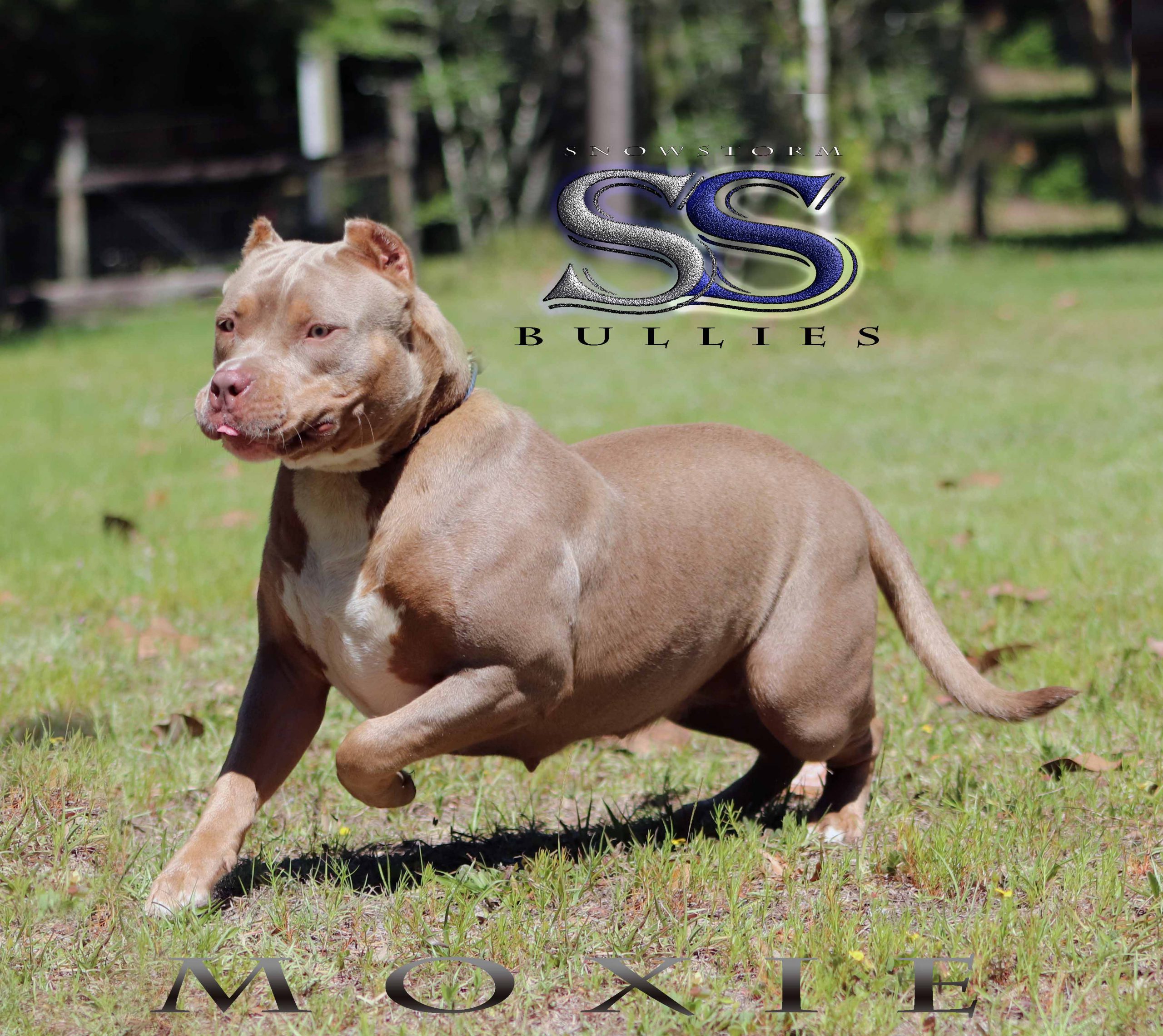 American Bully Kennel Club / Florida Bully